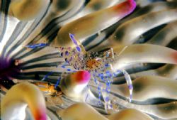 Nikon F80 with a 60mm Macro Lens. by Andy Kutsch 